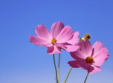 Zomerbloemen