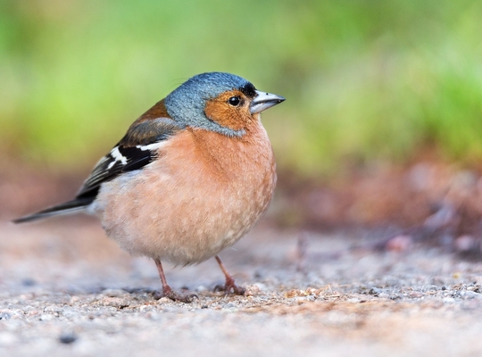 vink