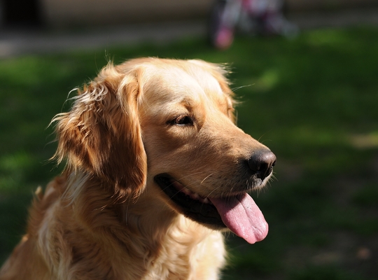 golden retriever golden retriever